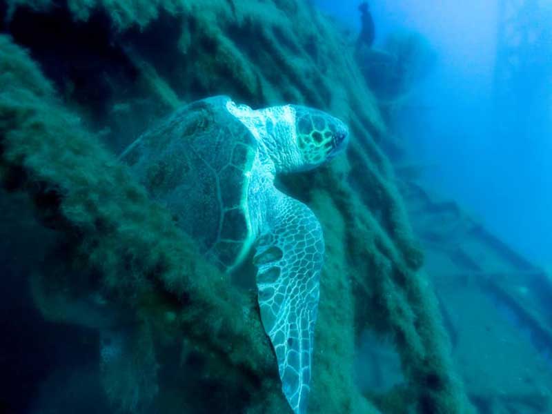 Limassol Shipwrecks